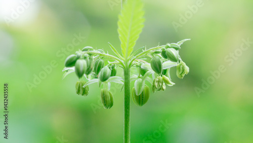 Cannabis male flower with polen,Pollen from hemp male plants is used to produce seeds,High resolution photo,macro photo,cover page