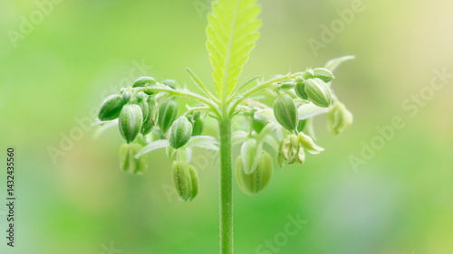 Cannabis male flower with polen,Pollen from hemp male plants is used to produce seeds,High resolution photo,macro photo,cover page