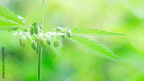 Cannabis male flower with polen,Pollen from hemp male plants is used to produce seeds,High resolution photo,macro photo,cover page