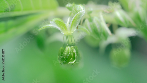 Cannabis male flower with polen,Pollen from hemp male plants is used to produce seeds,High resolution photo,macro photo,cover page