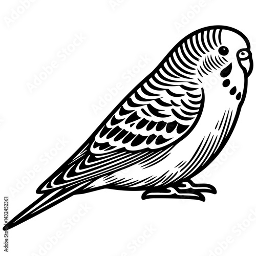 Budgie Pet Illustration.