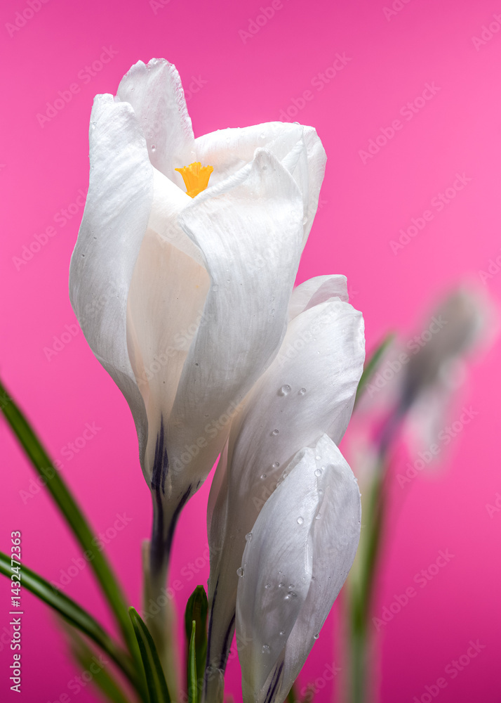 White Crocus Flowers with Water Drops on Bright Pink