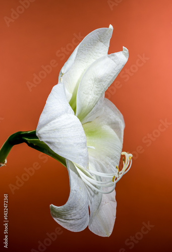 Obraz na płótnie White Amaryllis Flower with Dew Drops on red Background w salonie