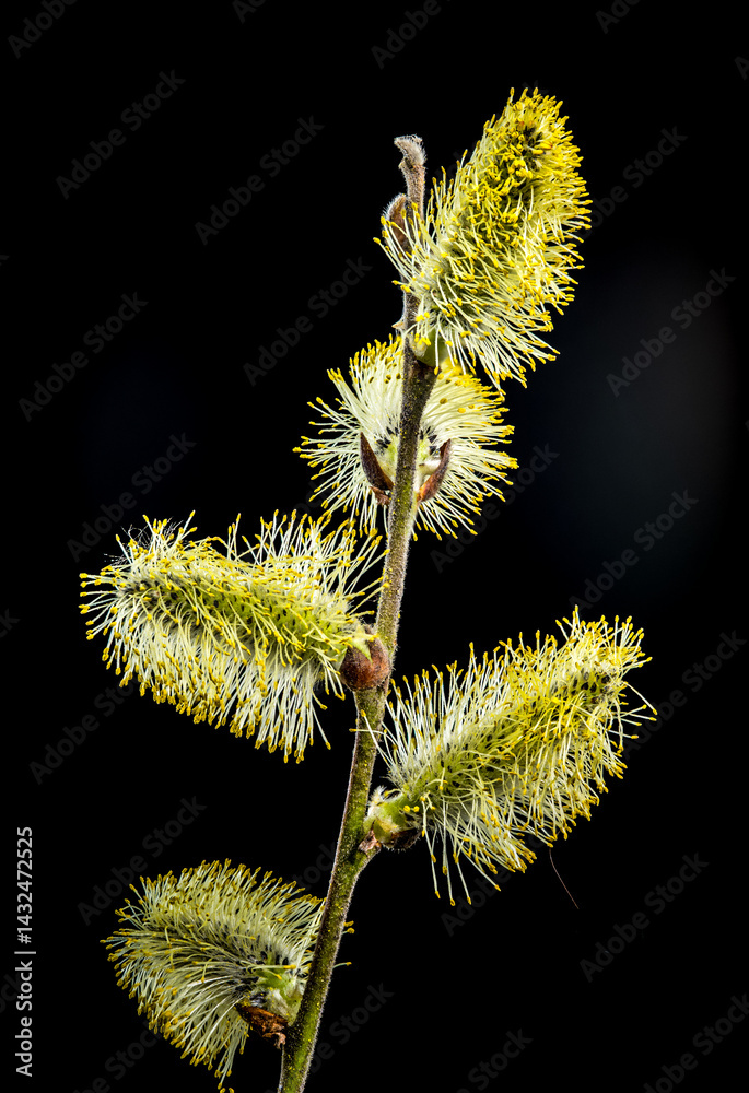 Willow Catkins in Bloom on Branch Against Dark Background