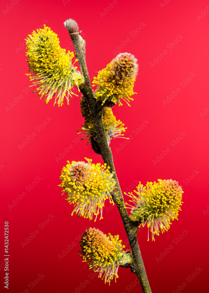Vibrant Willow Catkins Blooming Against a red Backdrop