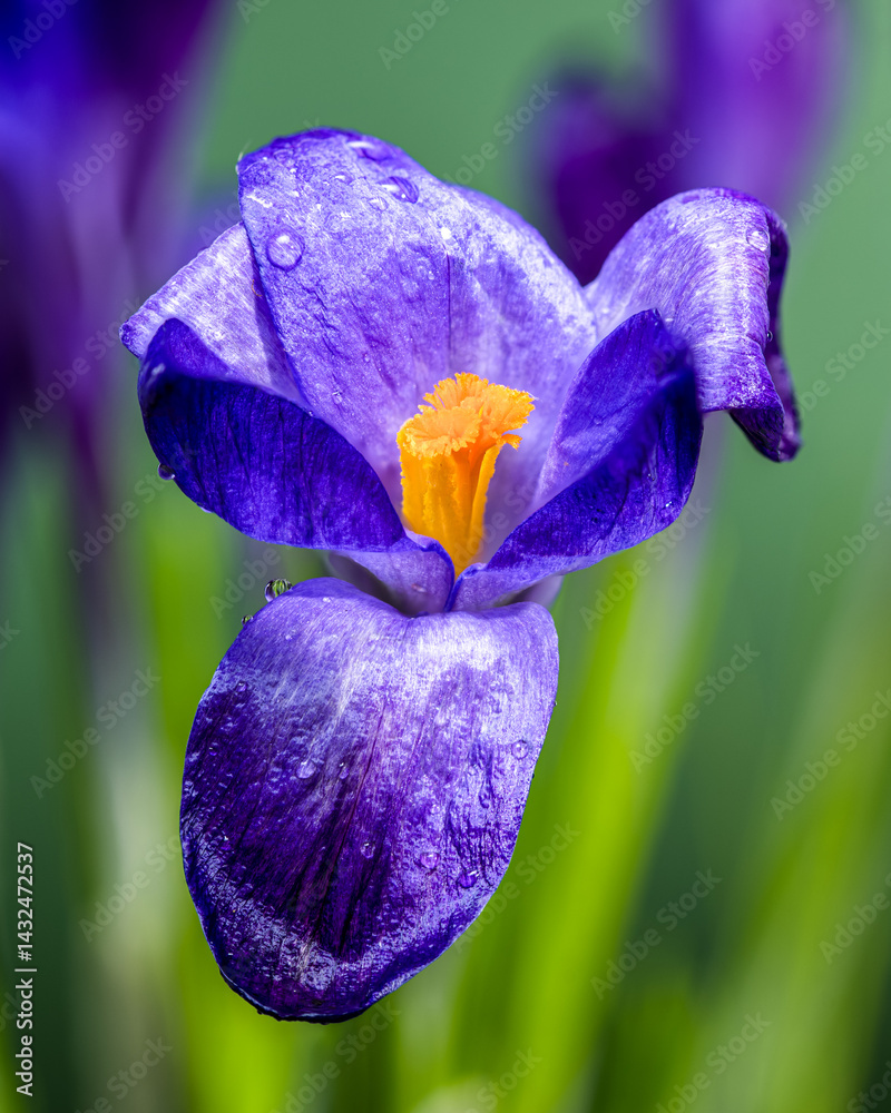 Vivid Purple Crocus Blooms Against green background