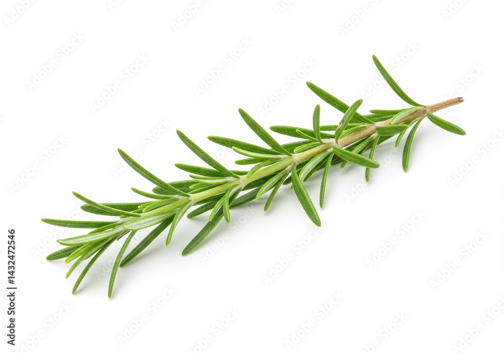 Fototapeta premium Fresh rosemary sprig vibrant green herb isolated on white background Perfect for culinary and medicinal uses aromatic and flavorful