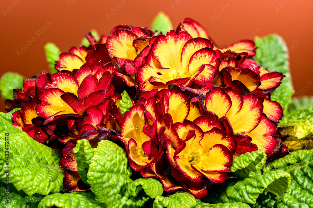 Lush Red and Yellow Primrose Bouquet with Green Leaves