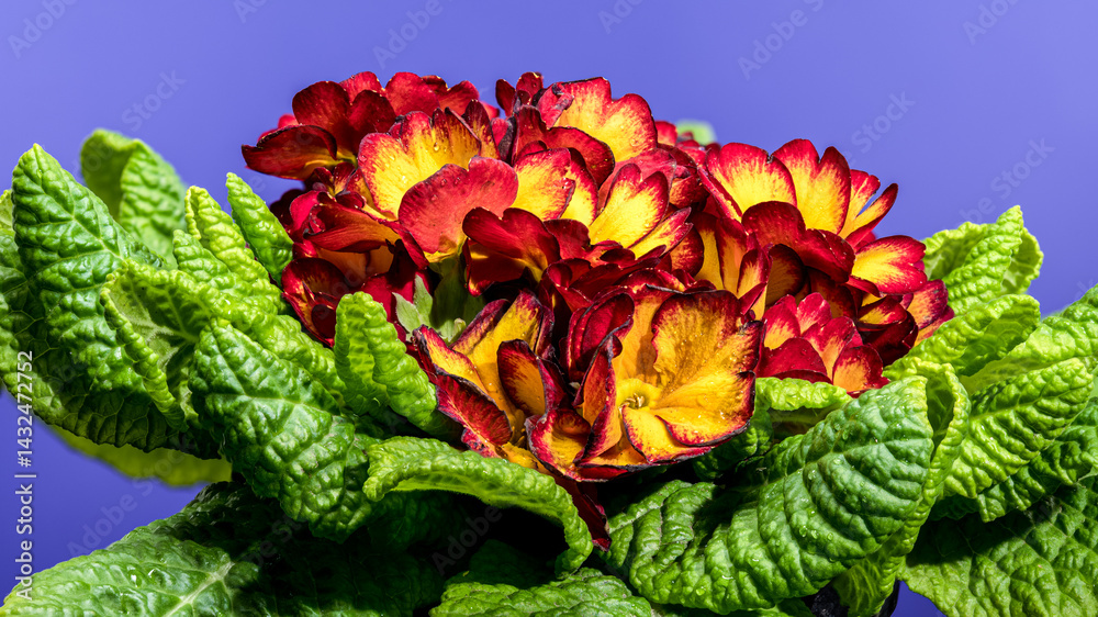 Cheerful Red and Yellow Primrose Bloom Against Deep Blue