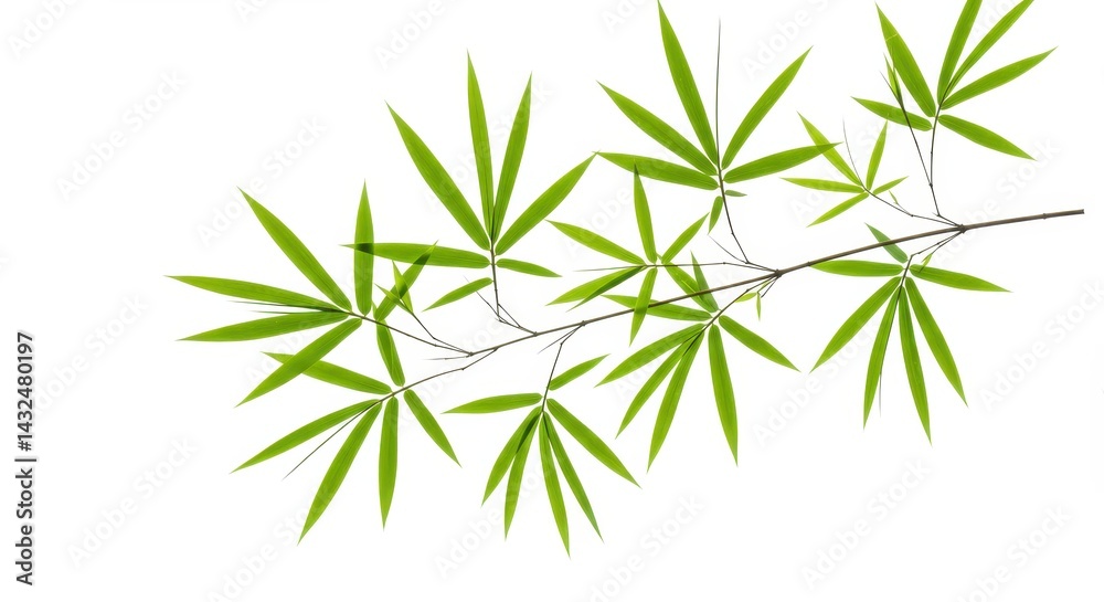 Obraz premium A delicate bamboo branch with bright green leaves against a clean white background offering a fresh look