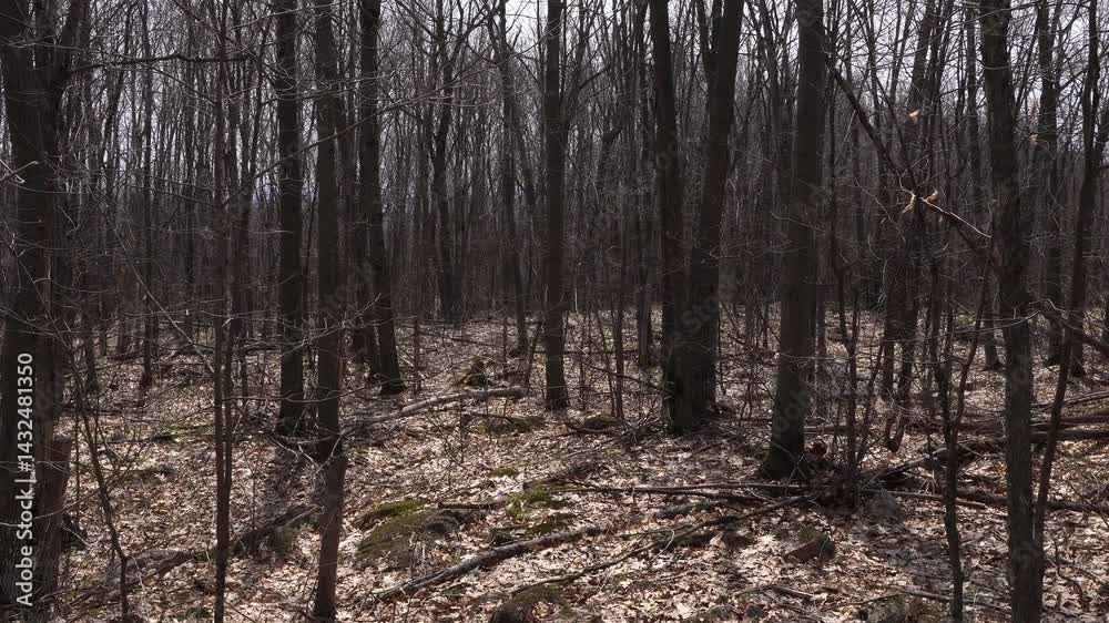 We are at the beginning of spring, and the leaves have not yet appeared in a truly beautiful scene. On the ground, there are still dead leaves from last autumn. We are at the beginning of spring, and the leaves have not yet appeared in a truly beautiful scene. On the ground, there are still dead leaves from last autumn.