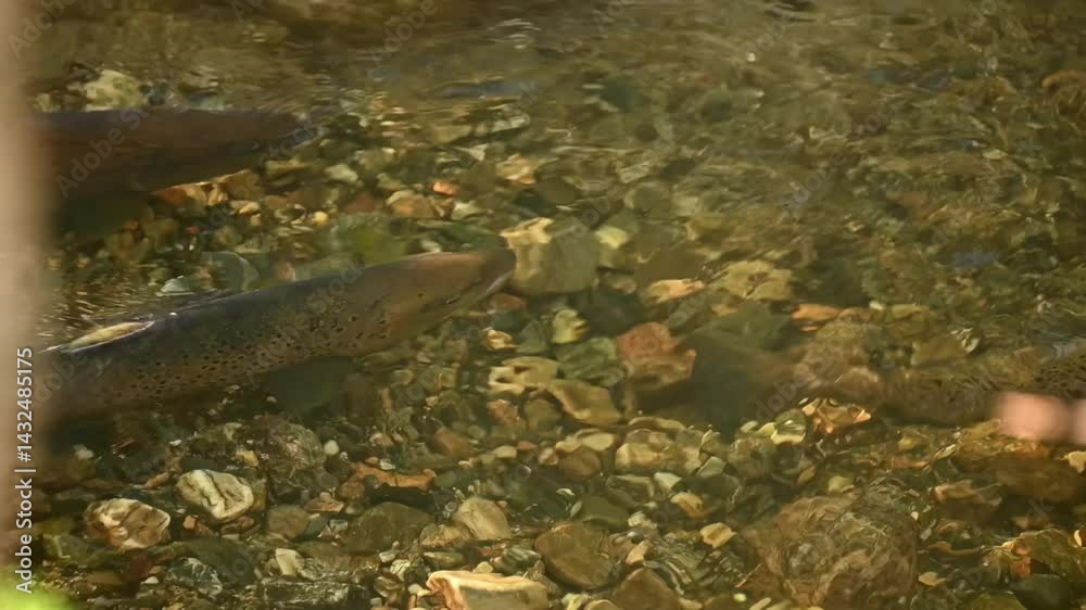Anadromous Sea Trout in gentle current of Granvin River during spawning season, close up top down view. Anadromous Sea Trout in gentle current of Granvin River during spawning season, close up top down view.