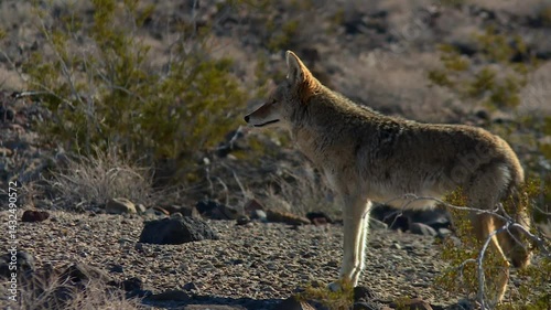 Coyote stands alert on gravelly ground with sparse desert shrubs in the background, Death Valley National Park, USA