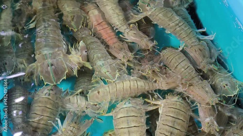 Alive Mantis shrimps are in the water at the seafood market in Thailand.