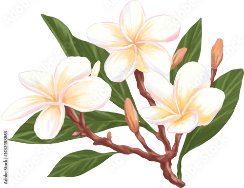 Digital painting of frangipani (plumeria) flower