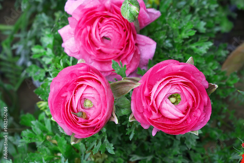 Beautiful Red ranunculus flower growing in an outdoor flower garden. ranunculus flower closeup, Red blooming flower, Closeup shot of a beautiful blossoming ranunculus in field