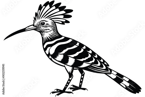 Long and Slender Observing the Hoopoe's Beak