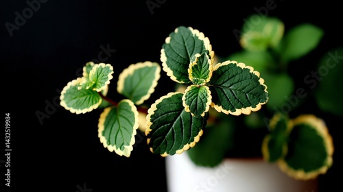 Close up of Plectranthus verticillatus  Green and Yellow Leaves   Indoor Plant  Nature Pho photo
