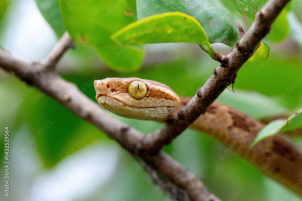 Naklejka premium Snake Imitating a Branch Lurking in Jungle Canopy