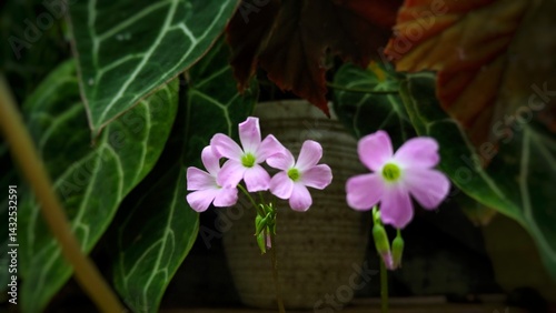 Photo of Calincing kupu, red calincing, purple calincing or butterfly flower (Oxalis triangularis) is one of the ornamental plants that comes from the Genus oxalis. suitable for background, wallpaper  photo