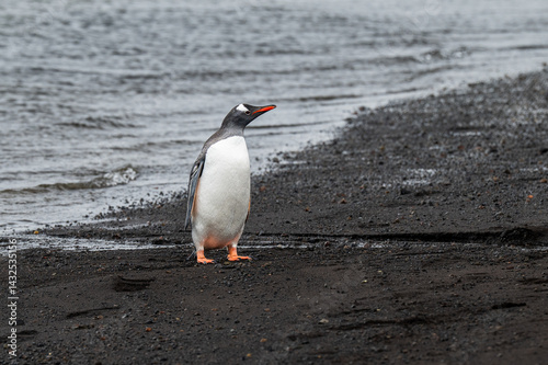 The gentoo penguin (Pygoscelis papua) is a penguin species generally widespread in the Antarctic and subantarctic islands this individual was photographed in Deception Island photo