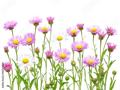 Delicate Erigeron Petals in Spring Light