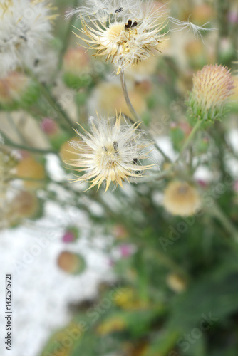 A blooming Creeping Thistle plant, Creeping thistles flower at the meadow. wild flower bloom, thistle in seed, natural flower, creeping thistle flower closeup, Closeup of fluffy creeping thistles seed