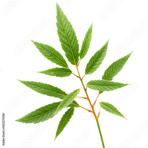 Vibrant green leaves branch out against a black background. The bright, fresh leaves are illuminated, showcasing their details.