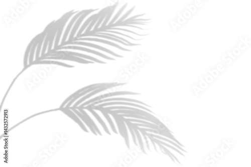 shadow overlay effects,realistic palm tree branch shadow on transparent background,Natural shadow of tropical palm leaf,shadow for product presentation interior backdrop,Summer plants shadow overla