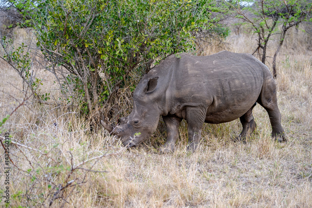 Obraz premium White Rhino on a South African Safari