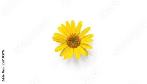 Wallpaper Mural Single Yellow Flower Centered Torontodigital.ca