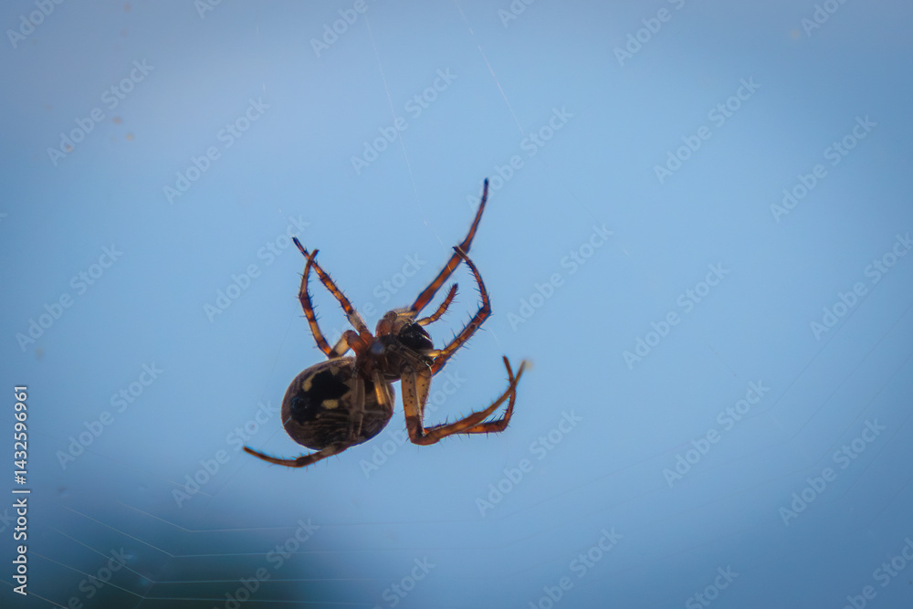 a cross spider hangs in its web and lies in wait for prey