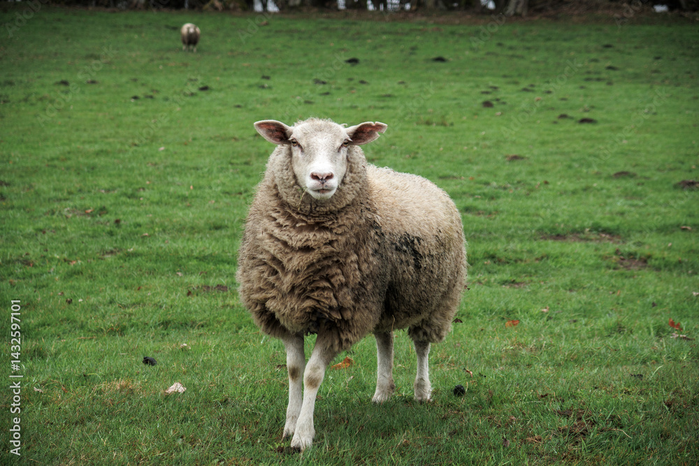 sheep with their lambs in a pasture