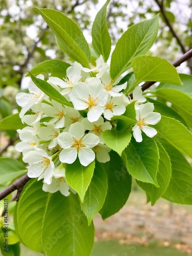 Springtime White Flowers Nestled Among Green Leaves