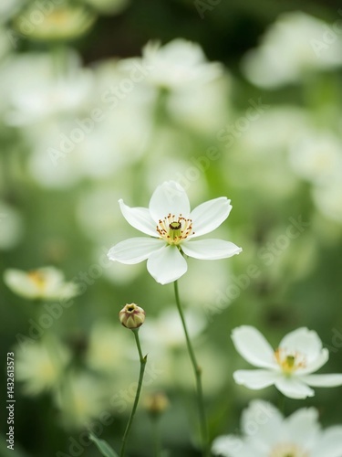 Elegant White Flower Blooming in a Soft Focus Meadow