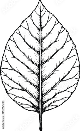 A leaf silhouette