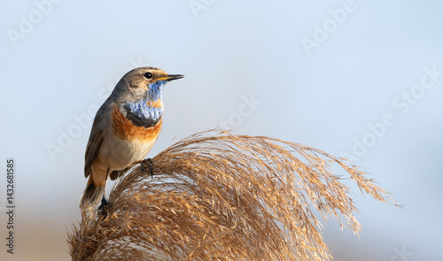 Photography Bluethroat, Luscinia svecica