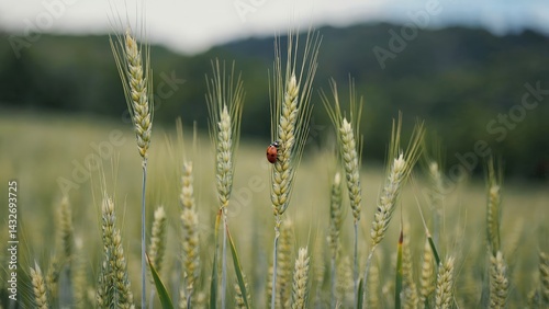Obraz na płótnie A ladybug rests atop a wheat stalk in a golden field. w salonie
