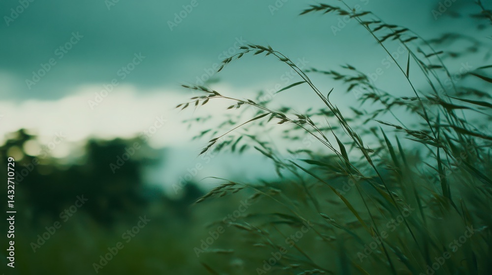 Obraz premium Green Grassy Field Under Cloudy Sky Nature Photography