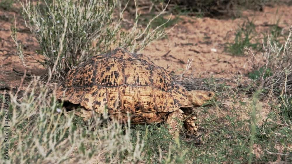 A stunning leopard tortoise walking through shrubs in South Africa A stunning leopard tortoise walking through shrubs in South Africa