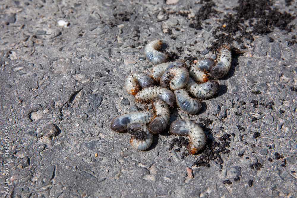 pędrak. Larwa, chrząszcz, majowego. Szkodnik, rolniczy. Grubs. May beetle larva.