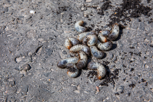 Obraz na płótnie pędrak. Larwa, chrząszcz, majowego. Szkodnik, rolniczy. Grubs. May beetle larva. w salonie