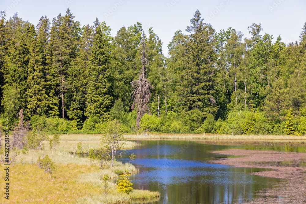 Obraz premium Wetland in a woodland in the summer