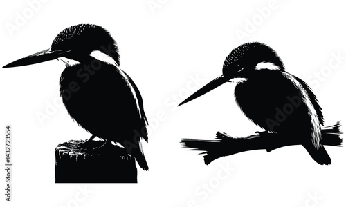 Kingfisher silhouette vector 