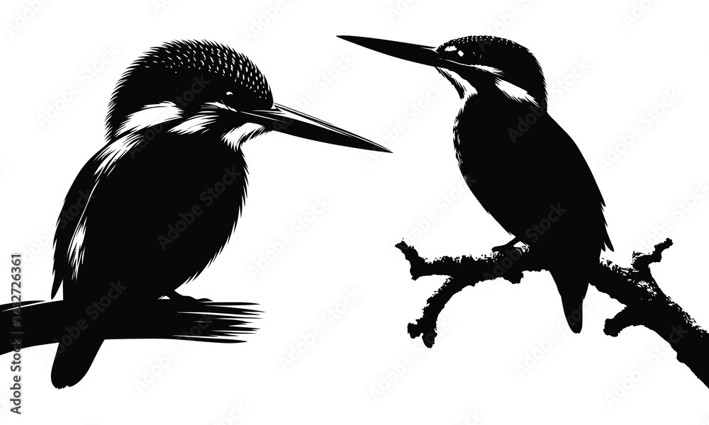 Obraz premium Kingfisher silhouette vector