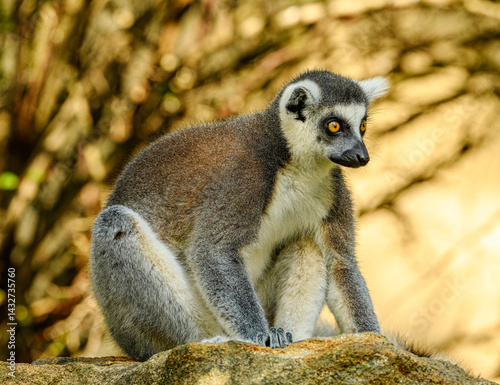 ring-tailed lemur (Lemur catta) staring