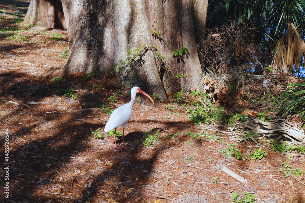A beautiful Ibis bird in its natural habitat Stock Photo | Adobe Stock