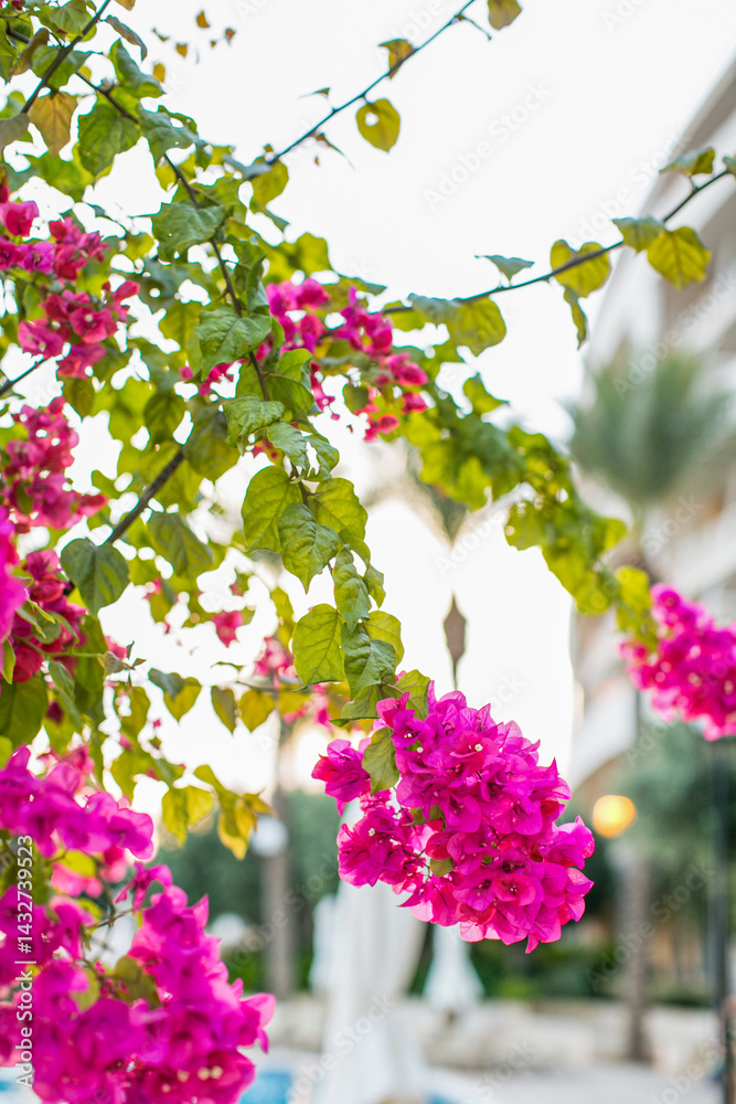 Flowers and plants around the island of Malta