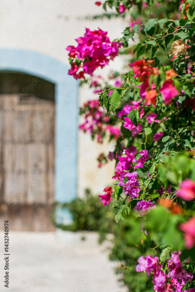 Flowers and plants around the island of Malta