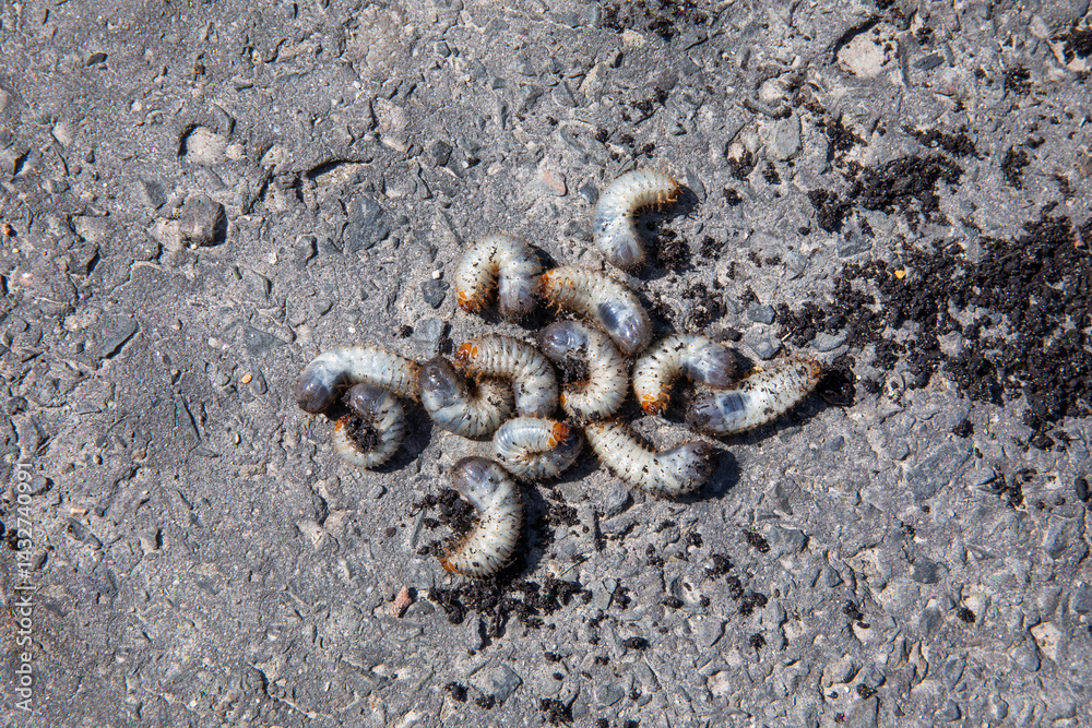 pędrak. Larwa, chrząszcz, majowego. Szkodnik, rolniczy. Grubs. May beetle larva.